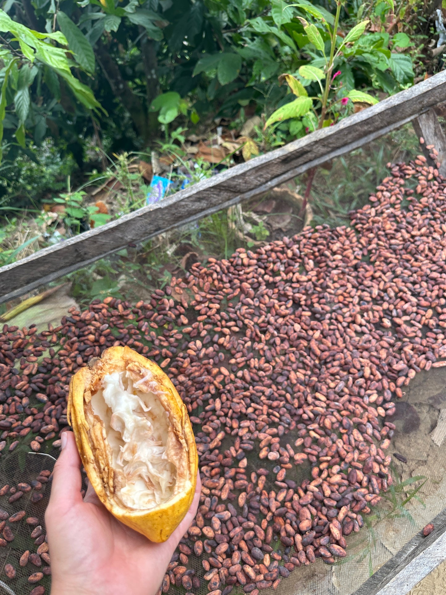 Arhuaco Cacao from Colombia