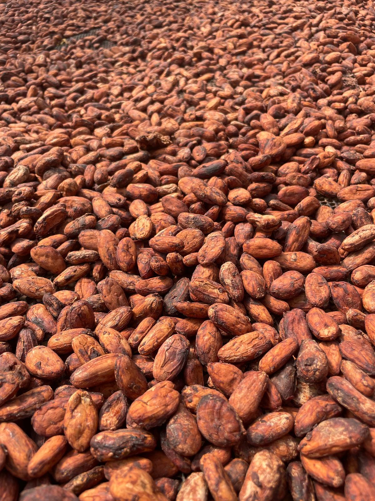 Arhuaco Cacao from Colombia