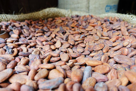 The Science: How Cacao Benefits The Brain & Body